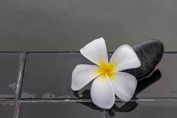White with yellow plumeria flower on pebble rock