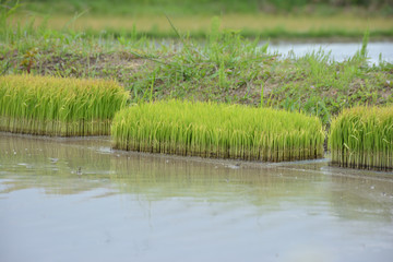 田植え　水田　稲