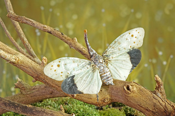 White wing Lantern-fly (Pyrops astarte) is a species of planthopper, found in Southeast Asia, and also known as Red nose lantern bugs. Lanternflies : The unicorns of the insect world. Beautiful insect