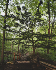 Obraz premium hiking trail in the forest