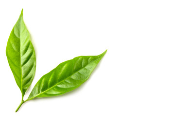 Green leaf isolated on  white