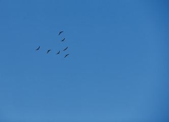flock of birds flying in blue sky