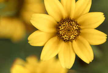 closeup image of bright yellow blossoming aster flower on blurred background