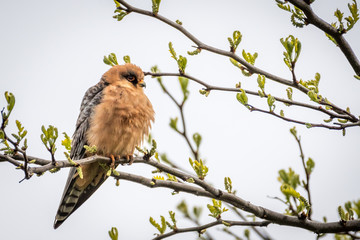 Isolated single beautiful mature female red footed falcon bird in the wild- Danube Delta Romania