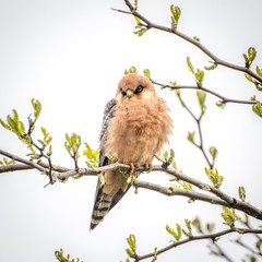 Isolated single beautiful mature female red footed falcon bird in the wild- Danube Delta Romania