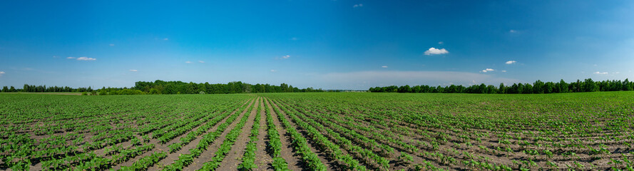 Sunflower plants panorama
