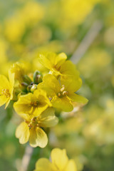 Bush yellow spring wild flowers on meadow close-up