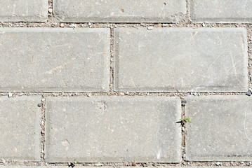 Gray paving slabs with green grass sprouts close up. Abstract background