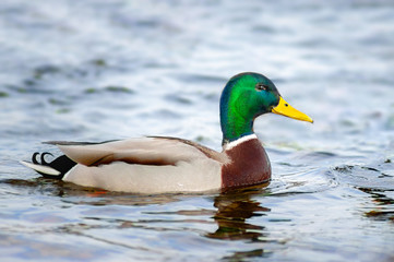 funny duck smiles slyly at the camera and swims on . Close-up photo
