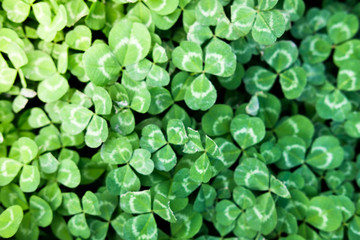 Fototapeta premium Clover Leaves for Green background with three-leaved shamrocks. st patrick's day background, holiday symbol.