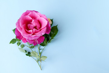 rose flower on pastel blue background. Valentines day, mothers day, womens day, spring summer concept. Flat lay, copy space
