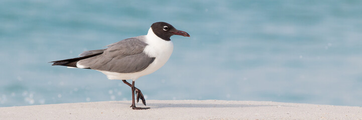 Seagull on a white beach with copy space, panorama.