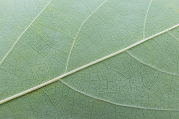 Green leaf texture
