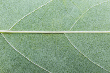 Green leaf texture