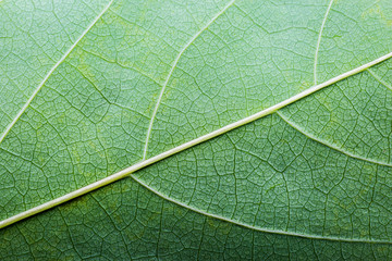 Green leaf texture