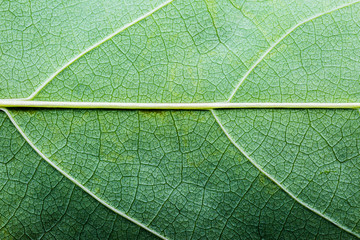 Green leaf texture