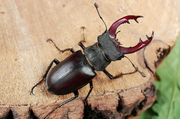 Stag beetle on a wooden stump.
