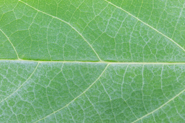 Green leaf texture