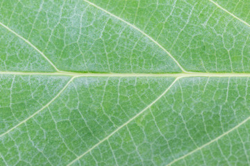 Green leaf texture