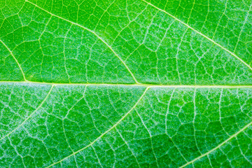 Green leaf texture