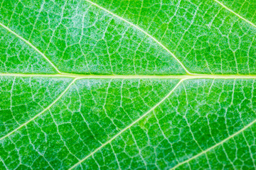 Green leaf texture
