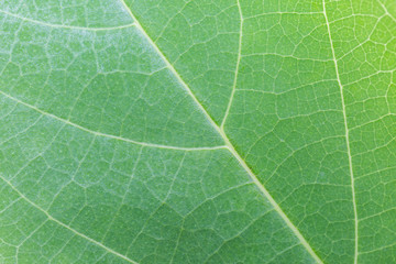 Green leaf texture