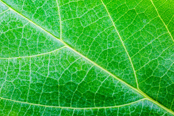 Green leaf texture