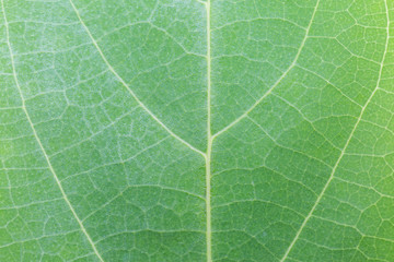 Green leaf texture
