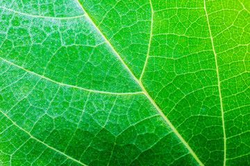 Green leaf texture