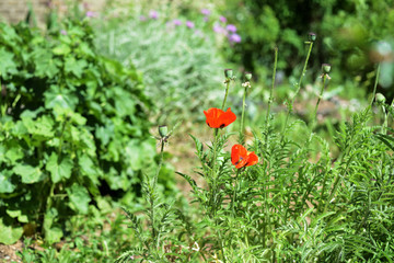 Poppy flowers in the garden on a bright sunny day