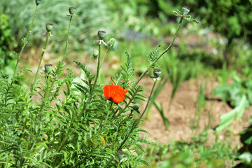 Beautiful poppy flower in the garden on a bright sunny day
