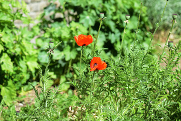 Poppy flowers in the garden on a bright sunny day
