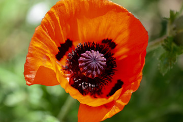 Beautiful garden poppy flower close up on a bright sunny day