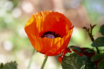 Beautiful garden poppy flower close up on a bright sunny day