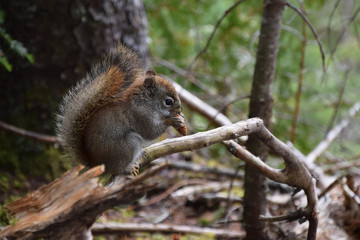 Naklejka na ściany i meble Hungry fluffy brown Canadian squirrel standing on a branch eating a pinecone in the forest 