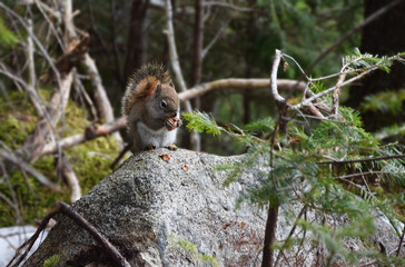 Hungry fluffy brown Canadian squirrel standing on a rock eating a pinecone in the forest