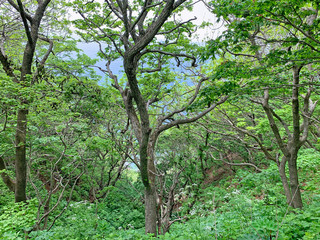Russia, Vladivostok. Deciduous forest on the island of Shkot in June