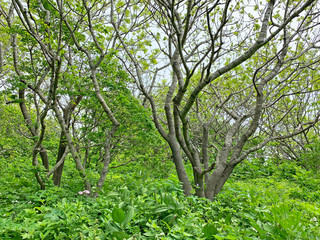 Fototapeta na wymiar Russia, Vladivostok. Deciduous forest on the island of Shkot in June