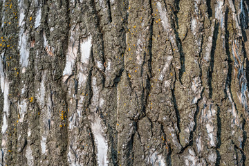bark of a tree. closeup of old tree bark texture.