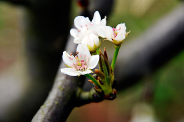 the Chinese  pear flowers in spring