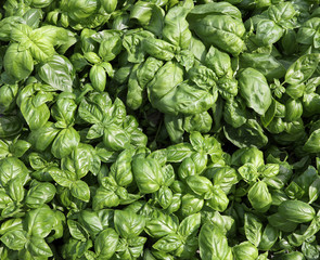 leaves of Basil Plants for sale