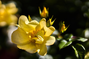 Fototapeta premium Yellow flower with buds in a bokeh photo