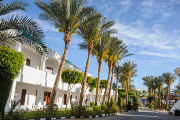 Fototapeta na wymiar palm trees and other plants in tropical garden of a resort on the coast of Red Sea
