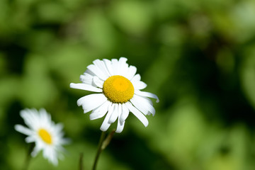 Fototapeta premium Beautiful garden camomile on a bright sunny day close up