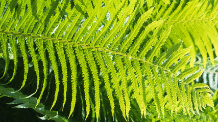 young leaf of green fern, patterns in wildlife 