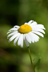 Fototapeta premium Beautiful garden camomile on a bright sunny day close up
