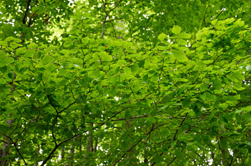 Fototapeta premium Lush green bright leaves of beech tree in forest.