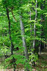 Naklejka na ściany i meble Lush green bright leaves of beech tree in forest.