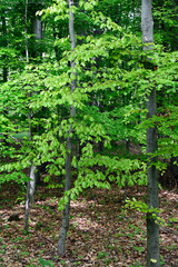 Fototapeta na wymiar Lush green bright leaves of beech tree in forest.