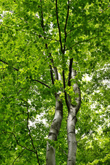 Fototapeta premium Lush green bright leaves of beech tree in forest.